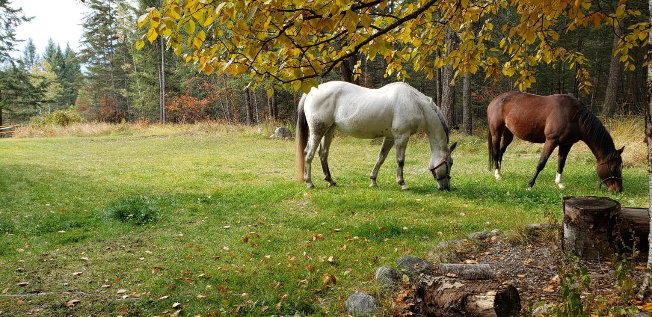 Kicking Horse Canyon Guest House Golden Zewnętrze zdjęcie